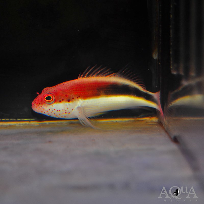 Freckle Face Hawkfish (Paracirrhites forsteri)