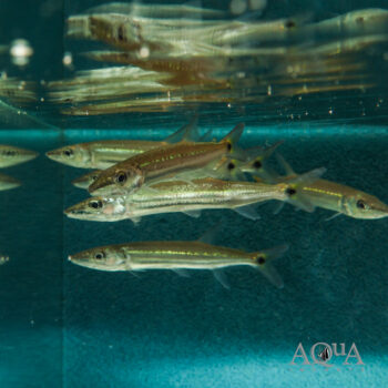 Freshwater Barracuda (Acestrorhynchus falcirostris)
