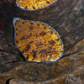Asian Freshwater Sole (Brachirus pan)