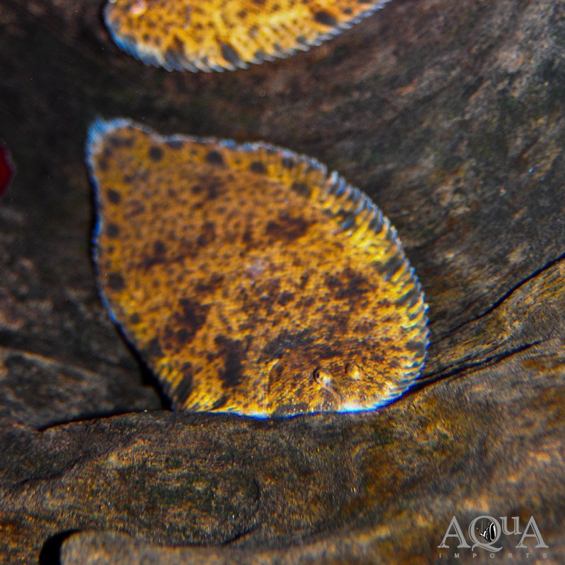 Asian Freshwater Sole (Brachirus pan)
