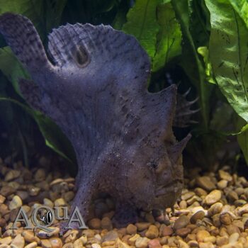 Freshwater Frogfish (Antennarius biocellatus)