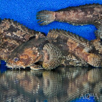 Freshwater Lionfish/Toadfish (Allenbatrachus grunniens)