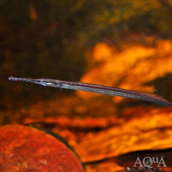 Freshwater Longnose Pipefish (Microphis aculeatus)