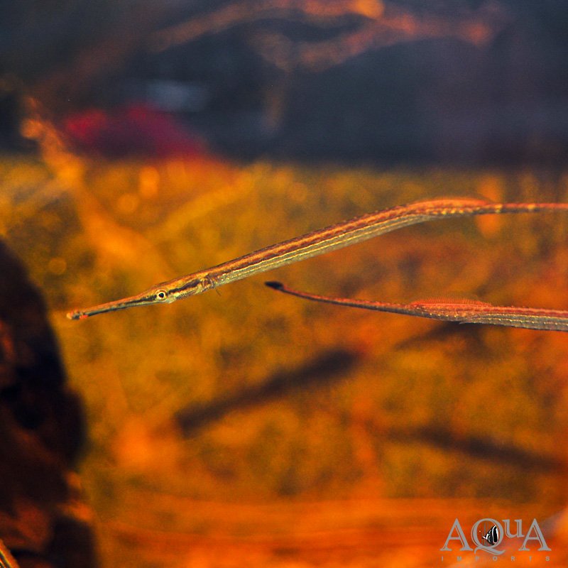 Freshwater Longnose Pipefish (Microphis aculeatus)