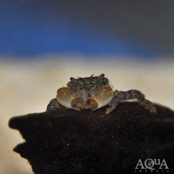 Freshwater Pom Pom Crab (Ptychognathus barbatus)