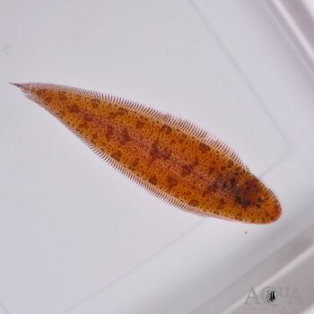 Freshwater River Sole (Cynoglossus feldmanni)