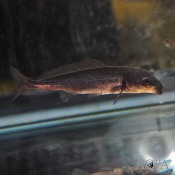 Freshwater Dolphin Fish (Mormyrus longirostris)