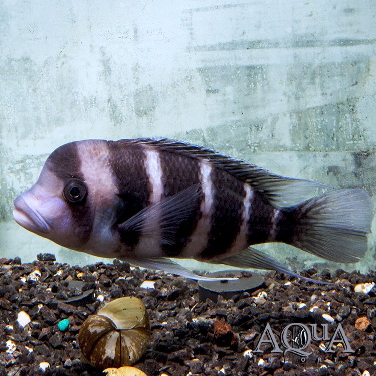 Frontosa (Cyphotilapia frontosa) - Image 2