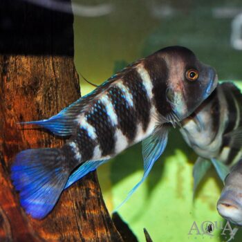 Frontosa (Cyphotilapia frontosa)