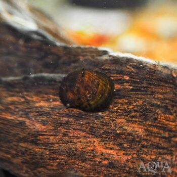 King Koopa Nerite Snail (Neritina juttingae)