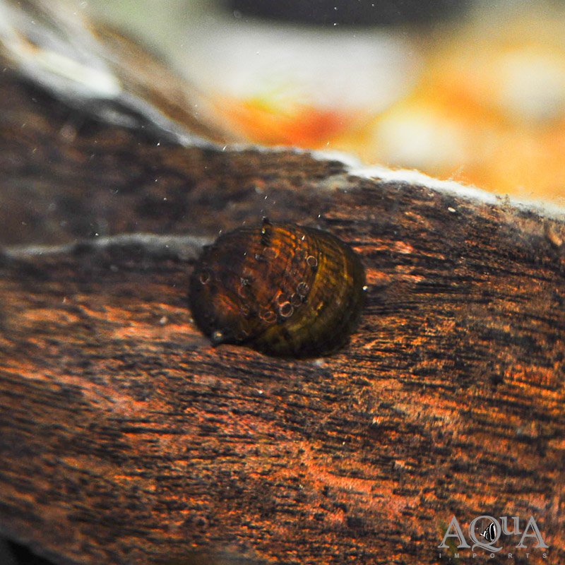 King Koopa Nerite Snail (Neritina juttingae)