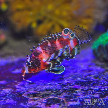 Fu Manchu/Twinspot Lionfish (Dendrochirus biocellatus)