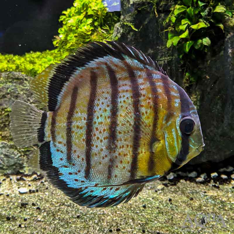 Red Eye Red Spot Green Discus (Symphysodon aequifasciatus) - Wild Nanay