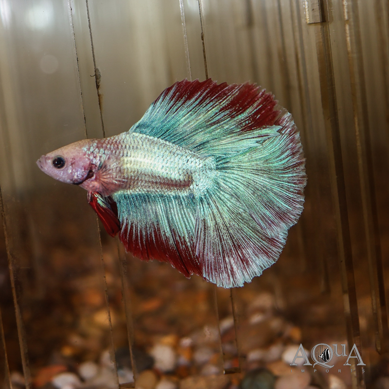 Fullmoon Betta Male (Betta splendens)