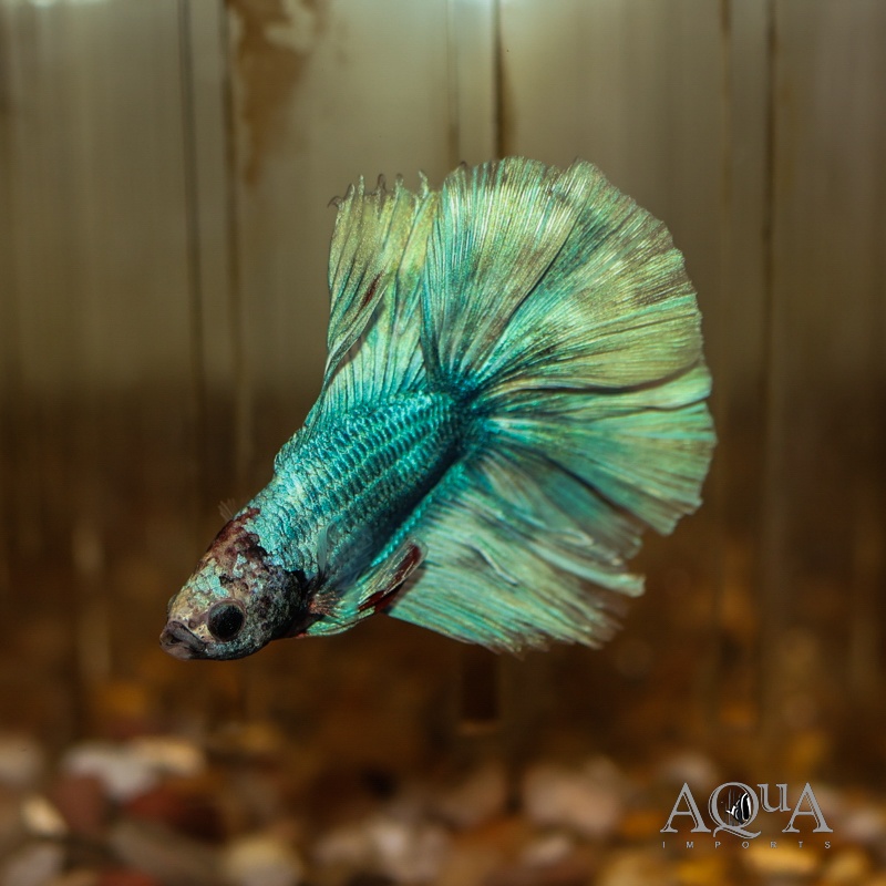 Fullmoon Betta Male (Betta splendens)