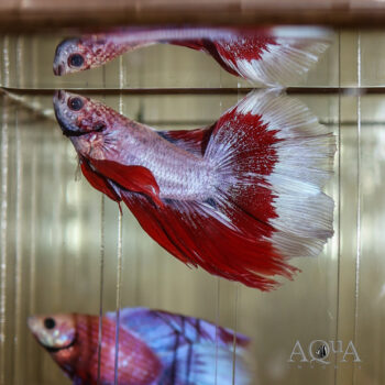 Fullmoon Betta Male (Betta splendens)