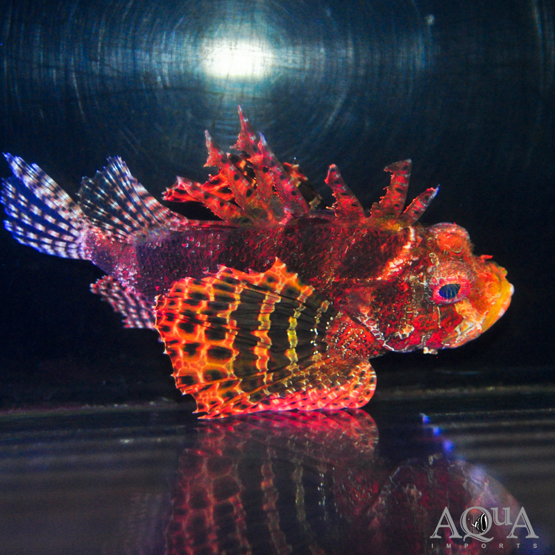 Fuzzy Dwarf Lionfish (Dendrochirus brachypterus)