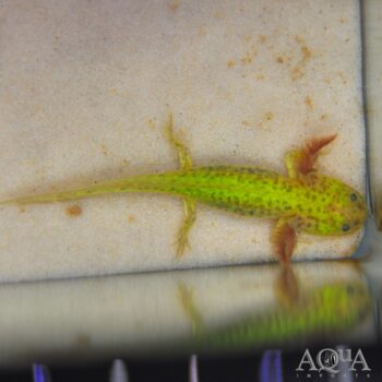 GFP Copper Axolotl (Ambystoma mexicanum)