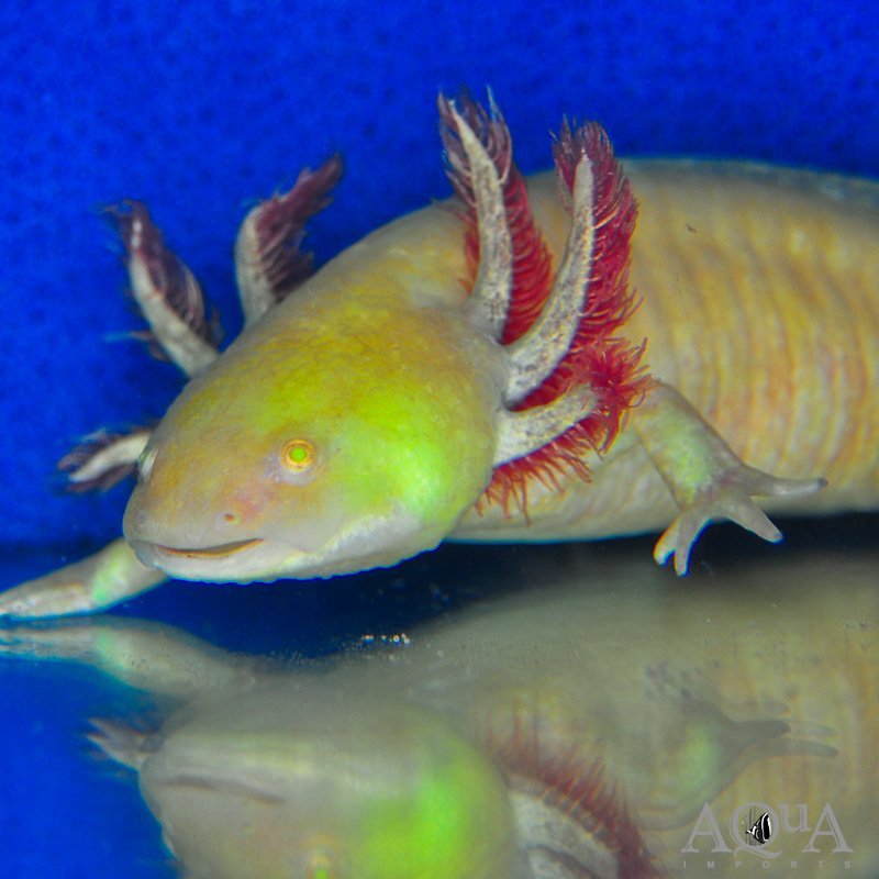 GFP Gold Flake Albino Axolotl (Ambystoma mexicanum)
