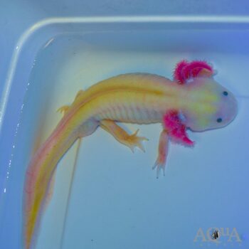 GFP Leucistic Axolotl (Ambystoma mexicanum)