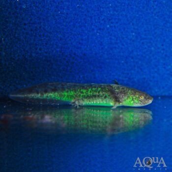 GFP Wild Type Axolotl (Ambystoma mexicanum)