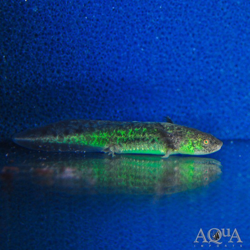 GFP Wild Type Axolotl (Ambystoma mexicanum)