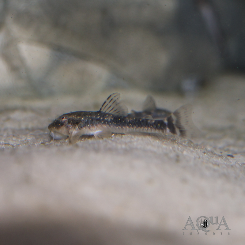 Galaxy Oto (Parotocinclus haroldoi)