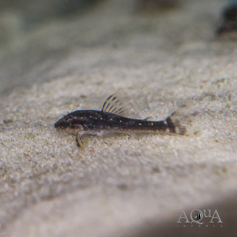 Galaxy Oto (Parotocinclus haroldoi)