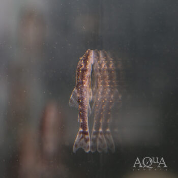 Galaxy Oto (Parotocinclus haroldoi)
