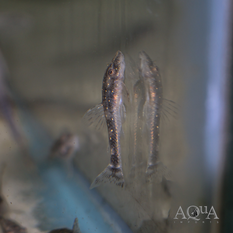 Galaxy Oto (Parotocinclus haroldoi)