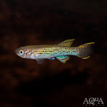 Gardneri Killifish (Fundulopanchax gardneri)