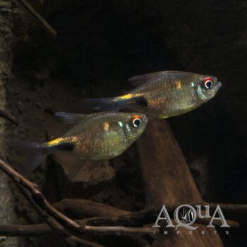 Garnet Tetra (Hemigrammus pulcher)