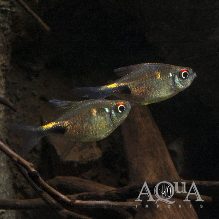 Garnet Tetra (Hemigrammus pulcher)