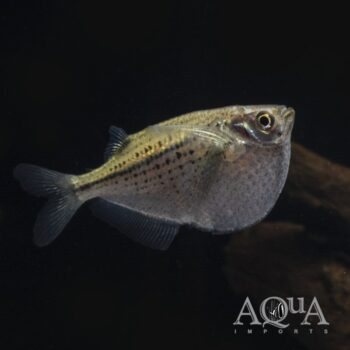 Spotted Silver Hatchet (Gasteropelecus maculatus)
