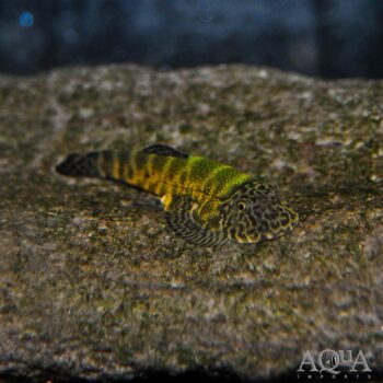 Neon Borneo Sucker (Gastromyzon lepidogaster)