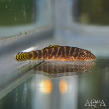Viriosus Sucker Loach (Gastromyzon cf. viriosus)