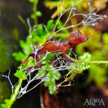 Spearpoint Leaf-tailed Gecko (Uroplatus ebenaui)