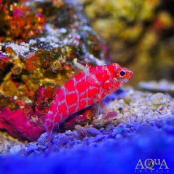 Geometric Pygmy Hawkfish (Plectranthias inermis)