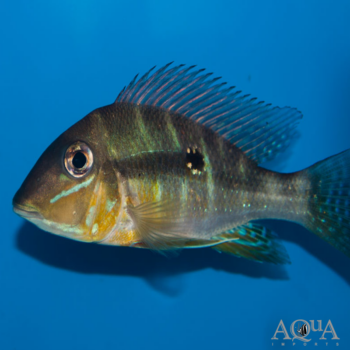 Xingu Blue Streak Eartheater (Geophagus argyrostictus)