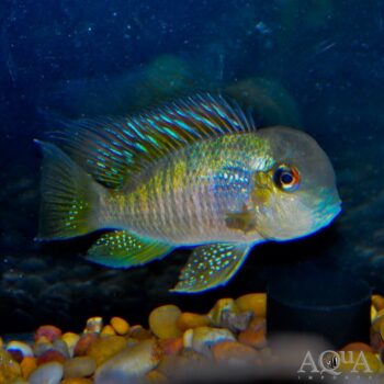 Balzani Eartheater (Gymnogeophagus balzanii)