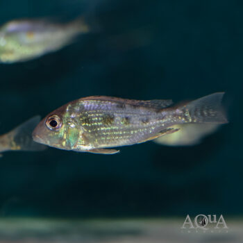 Geophagus mirabilis