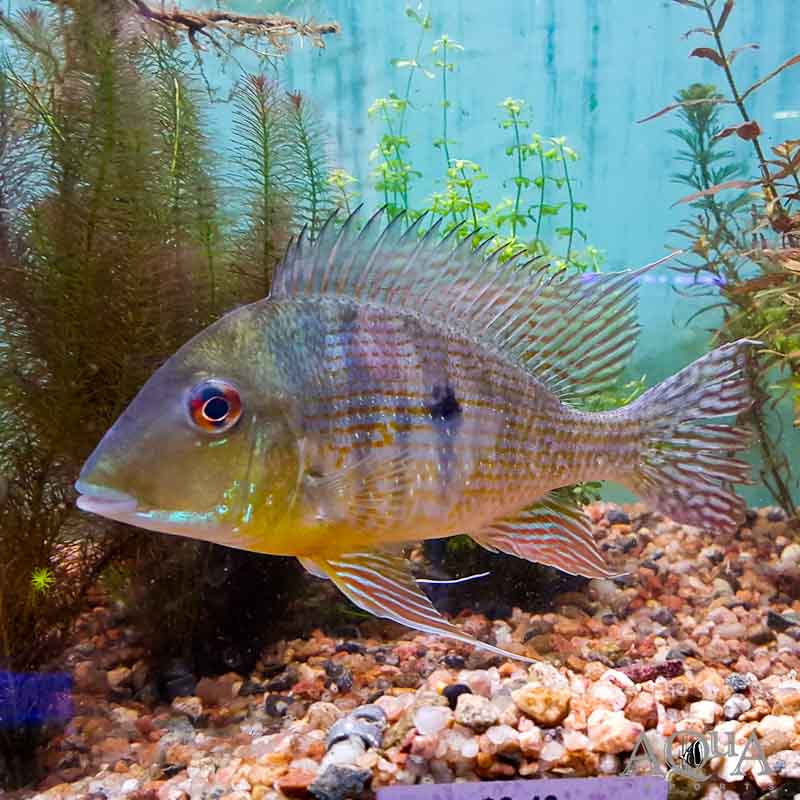 Caqueta Gold Eartheater (Geophagus sp. 'Caqueta') - Image 2