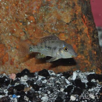 Red Hump Eartheater (Geophagus steindachneri)