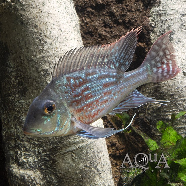 Sveni Eartheater Rio Parana Locale (Geophagus sveni 'Rio Parana') - Image 3