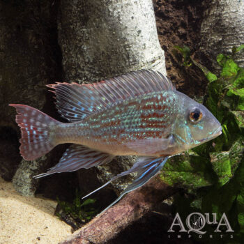 Sveni Eartheater Rio Parana Locale (Geophagus sveni 'Rio Parana')