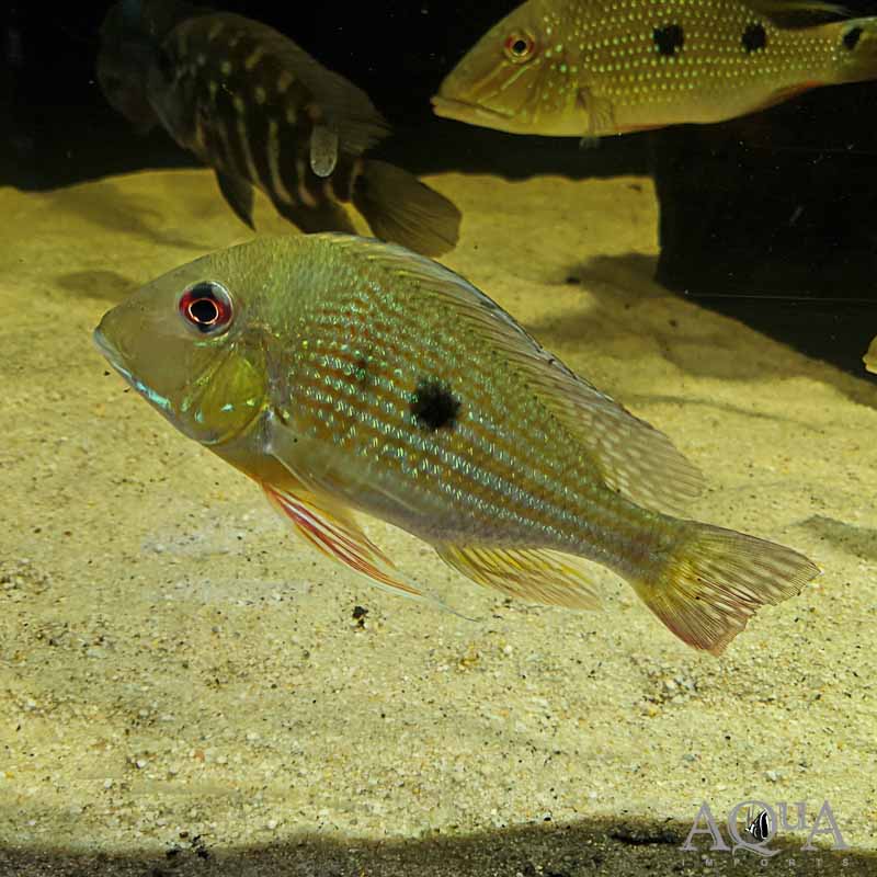 Winemilleri Eartheater (Geophagus winemilleri)