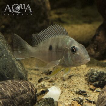 Geophagus abalios (Geophagus cf. abalios)