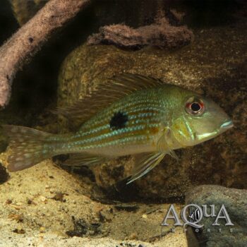Brokopondo Eartheater (Geophagus brokopondo)