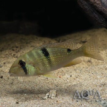 Maroni Eartheater (Geophagus harreri)