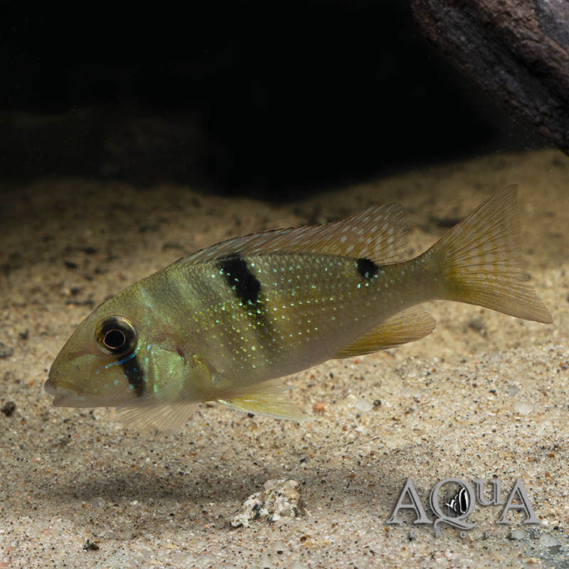 Maroni Eartheater (Geophagus harreri)